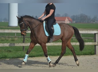 Pozostałe rasy, Wałach, 5 lat, 161 cm, Gniada