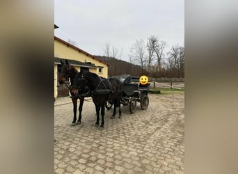 Pozostałe rasy, Wałach, 5 lat, 165 cm, Skarogniada