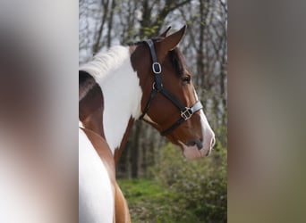 Pozostałe rasy, Wałach, 5 lat, 165 cm, Srokata