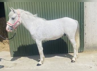 Pozostałe rasy, Wałach, 6 lat, 123 cm, Siwa w hreczce