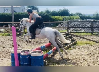 Pozostałe rasy, Wałach, 6 lat, 123 cm, Siwa w hreczce
