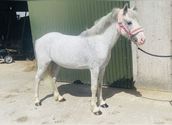 Pozostałe rasy, Wałach, 6 lat, 123 cm, Siwa w hreczce