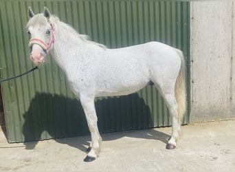 Pozostałe rasy, Wałach, 6 lat, 123 cm, Siwa w hreczce