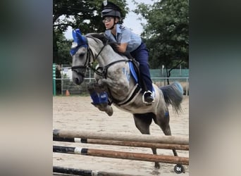 Pozostałe rasy, Wałach, 6 lat, 133 cm, Siwa