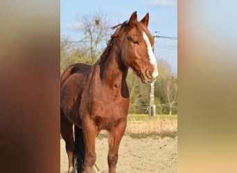 Pozostałe rasy Mix, Wałach, 6 lat, 145 cm, Ciemnokasztanowata