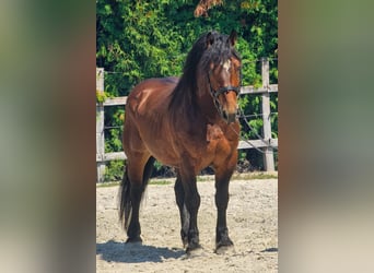 Pozostałe rasy, Wałach, 6 lat, 145 cm, Gniada