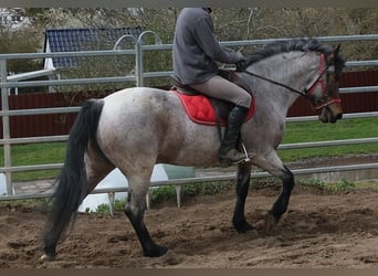 Pozostałe rasy, Wałach, 6 lat, 148 cm, Gniadodereszowata