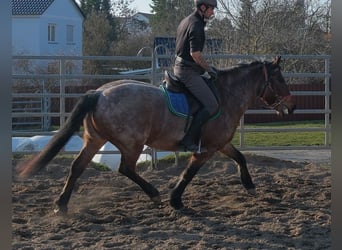 Pozostałe rasy, Wałach, 6 lat, 148 cm, Kasztanowatodereszowata