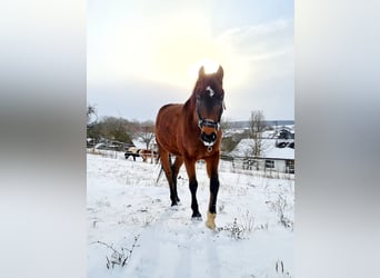 Pozostałe rasy, Wałach, 6 lat, 152 cm, Gniada
