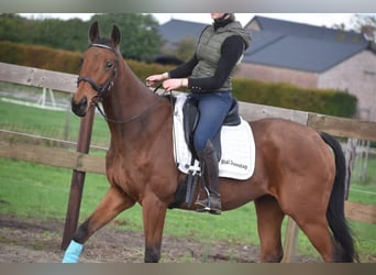 Pozostałe rasy, Wałach, 6 lat, 158 cm, Gniada