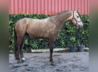 Pozostałe rasy Mix, Wałach, 6 lat, 160 cm, Siwa