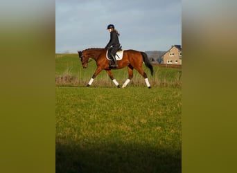 Pozostałe rasy, Wałach, 6 lat, 162 cm, Gniada