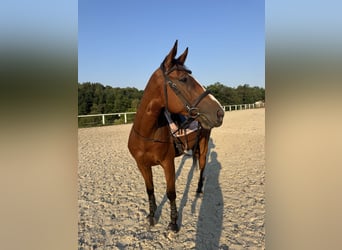 Pozostałe rasy, Wałach, 6 lat, 162 cm, Gniada
