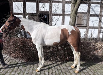 Pozostałe rasy, Wałach, 6 lat, 168 cm, Srokata