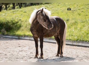 Pozostałe rasy Mix, Wałach, 7 lat, 117 cm