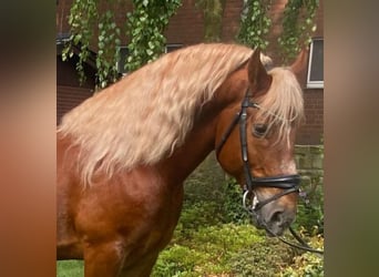 Pozostałe rasy, Wałach, 7 lat, 153 cm, Kasztanowata