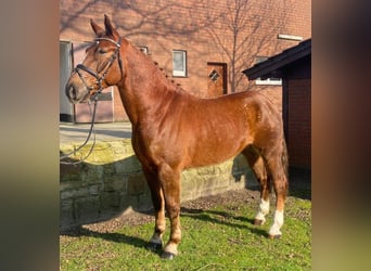Pozostałe rasy, Wałach, 7 lat, 155 cm, Kasztanowata