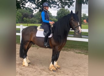 Pozostałe rasy, Wałach, 7 lat, 160 cm, Gniada