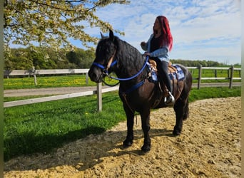 Pozostałe rasy, Wałach, 7 lat, 160 cm, Kara