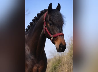 Pozostałe rasy, Wałach, 7 lat, 162 cm, Skarogniada