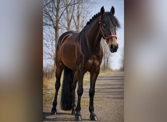 Pozostałe rasy, Wałach, 7 lat, 162 cm, Skarogniada