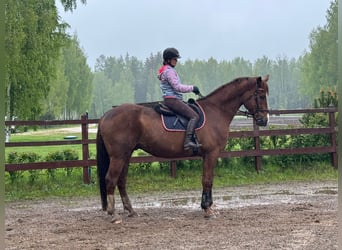 Pozostałe rasy, Wałach, 7 lat, 178 cm, Ciemnokasztanowata