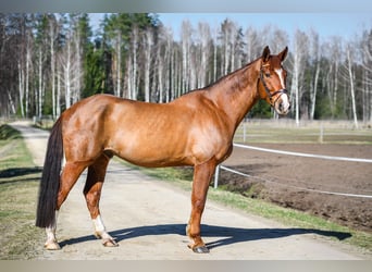 Pozostałe rasy, Wałach, 7 lat, 178 cm, Ciemnokasztanowata