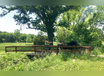 Pozostałe rasy, Wałach, 7 lat, Kara