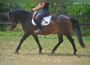 Pozostałe rasy, Wałach, 8 lat, 140 cm, Gniada