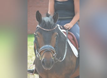 Pozostałe rasy, Wałach, 8 lat, 140 cm, Gniada
