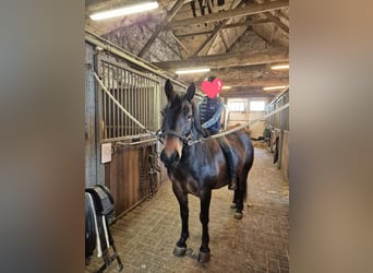 Pozostałe rasy, Wałach, 8 lat, 140 cm, Gniada