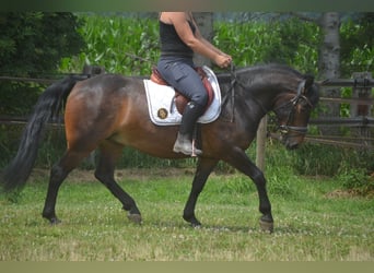 Pozostałe rasy, Wałach, 8 lat, 140 cm, Gniada