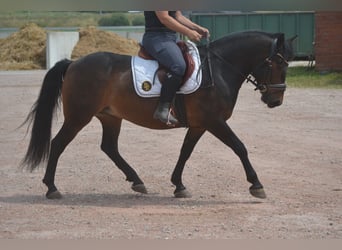 Pozostałe rasy, Wałach, 8 lat, 140 cm, Gniada
