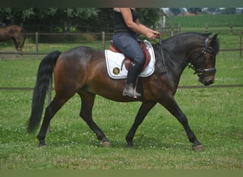 Pozostałe rasy, Wałach, 8 lat, 140 cm, Gniada