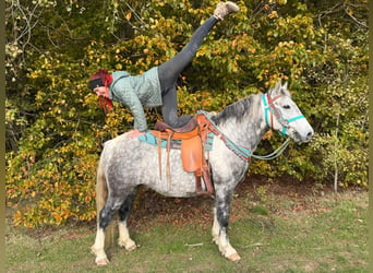 Pozostałe rasy, Wałach, 8 lat, 142 cm, Siwa jabłkowita