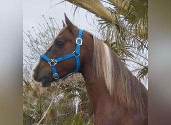 Pozostałe rasy Mix, Wałach, 8 lat, 149 cm, Overo wszelkich maści