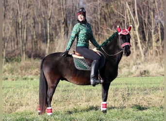 Pozostałe rasy Mix, Wałach, 8 lat, 150 cm, Kara