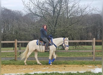 Pozostałe rasy, Wałach, 8 lat, 153 cm, Cremello