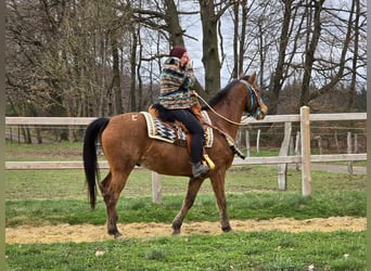 Pozostałe rasy, Wałach, 8 lat, 157 cm, Gniada