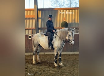 Pozostałe rasy, Wałach, 8 lat, 163 cm, Siwa
