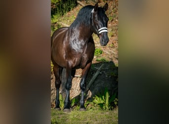 Pozostałe rasy, Wałach, 8 lat, 165 cm, Kara
