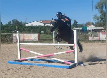 Pozostałe rasy Mix, Wałach, 9 lat, 136 cm, Ciemnogniada