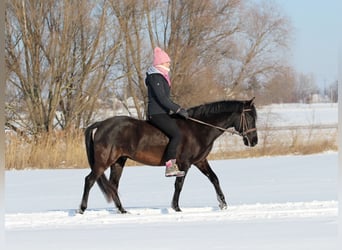 Pozostałe rasy Mix, Wałach, 9 lat, 150 cm, Kara