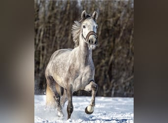 Pozostałe rasy, Wałach, 9 lat, 154 cm, Siwa