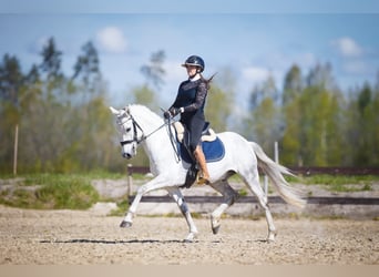 Pozostałe rasy, Wałach, 9 lat, 154 cm, Siwa
