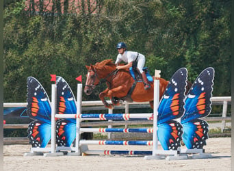 Pozostałe rasy Mix, Wałach, 9 lat, 165 cm, Kasztanowata