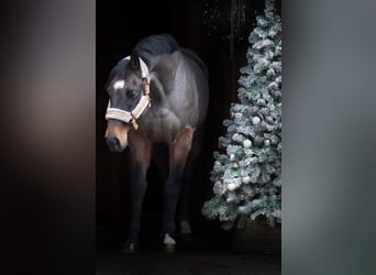 Pozostałe rasy, Klacz, 10 lat, 155 cm, Gniada