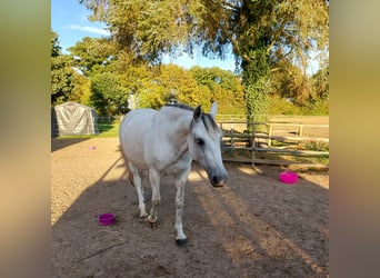 Pozostałe rasy Mix, Klacz, 10 lat, 158 cm, Siwa jabłkowita