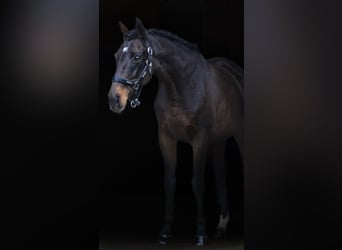 Pozostałe rasy, Klacz, 12 lat, 160 cm, Skarogniada