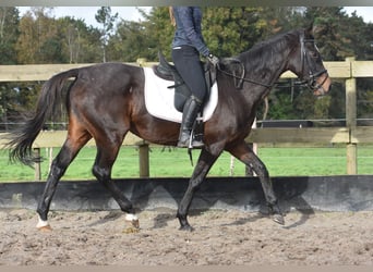 Pozostałe rasy, Klacz, 12 lat, 162 cm, Ciemnogniada
